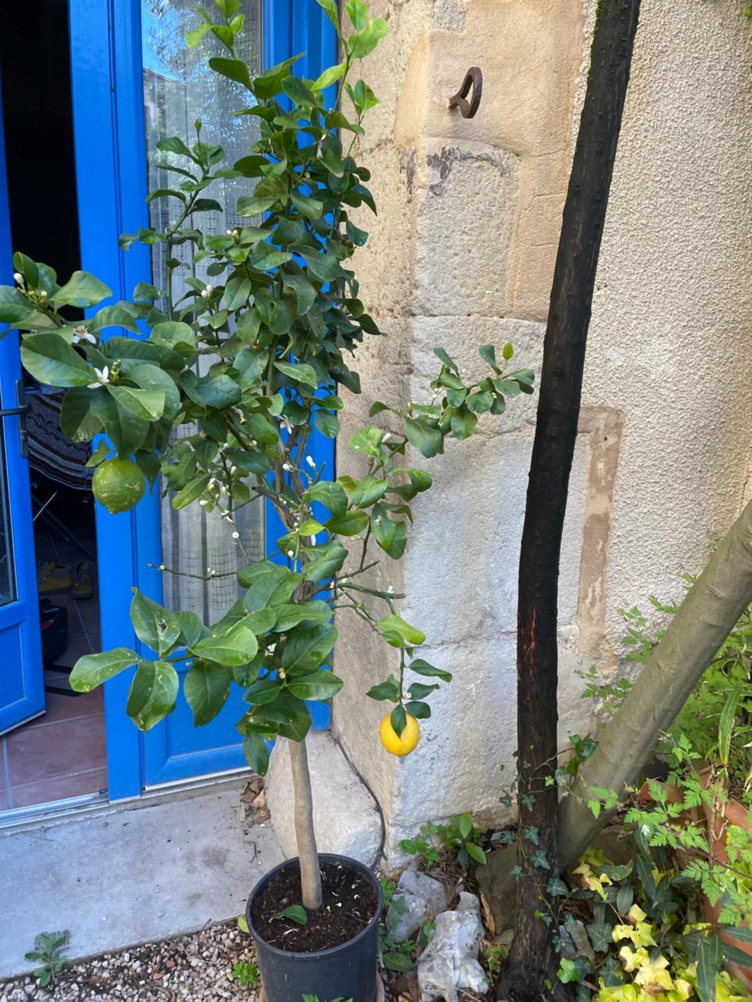 Appartement Cosy Malaucene Bagian luar foto